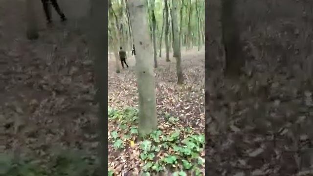 Mahogany Plantation / African Mahogany plantation / Swietenia mahagoni plantation смотреть онлайн