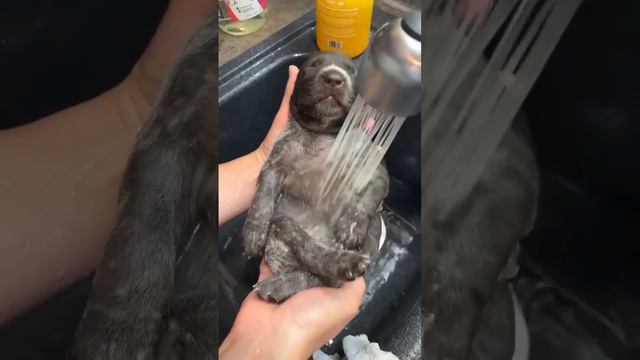 Кайфуша смотреть онлайн