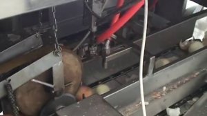 Машина очистки и обрезки лука