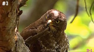 Хищные птицы (викторина)