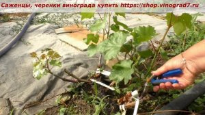 Прививка винограда- по две лозы идет из одной почки привоя- что делать то будем? Смотрим. Пузенко Н.