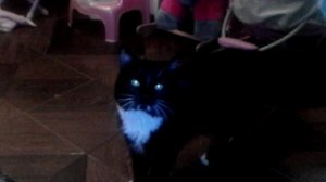 Вызов духа кот желаний