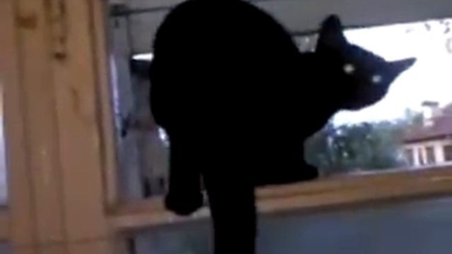 Кот лает на соседей смотреть онлайн