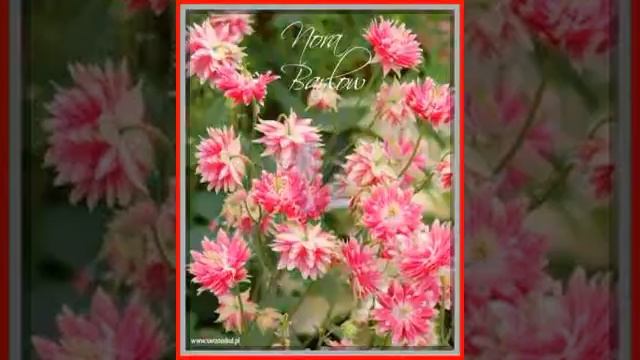 Orlik pospolity Nora Barlow - 2 szt 181 смотреть онлайн