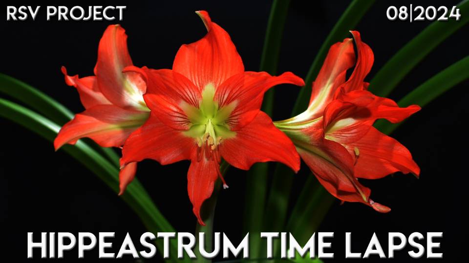 Hippeastrum Time Lapse | 08/2024