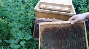 Пчеловодство для начинающих,Какие рамки ставить в Пчелиные ловушки.