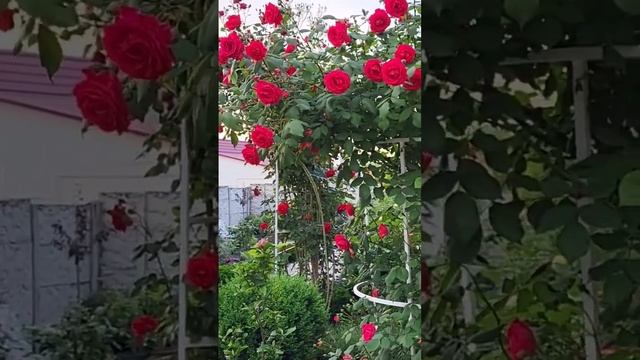 Троянди в нашому саду. #garden #сад #троянда #flowers #роза смотреть онлайн