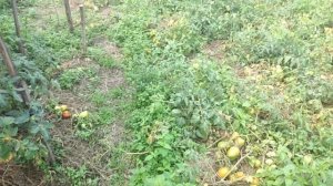 Черные черри вкус обалденный всем советую.