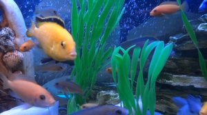 Гибриды Африканских цихлид. Африканские цихлиды в 120 литровом аквариуме спустя год.