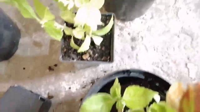 Пересаживаю гортензию крупнолистную Вуду осенью 8.10.2021 #GreenManor смотреть онлайн