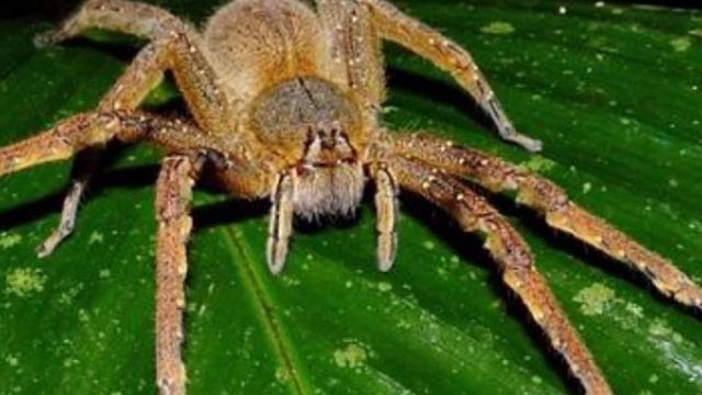 Самые страшные пауки смотреть онлайн