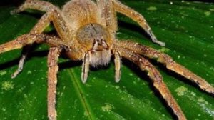 Самые страшные пауки
