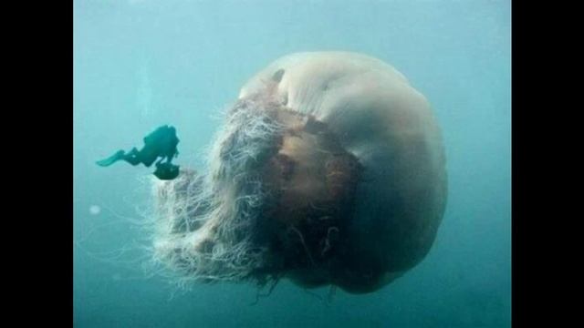 ГИГАНТСКИЕ НАСЕКОМЫЕ И ЖИВОТНЫЕ, Giant insects and animals смотреть онлайн