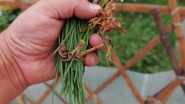 菜园里剩两块土的花生，把它扯了，撒点底肥之后把土翻出来好种菜 смотреть онлайн