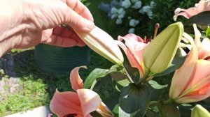 Лилия ОТ- гибрид Зельмира.