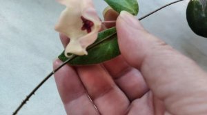 Хойя Пателла Пинк.