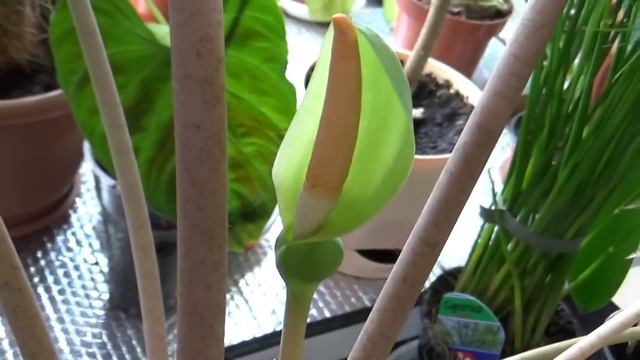 Цветение Alocasia 