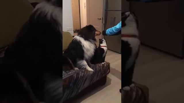 Все смешалось в этом доме, псы, коты, люди )))