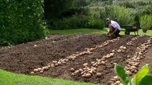 СЕМЕННОЙ КАРТОФЕЛЬ в Могилеве - Могилев : Элитные Сорта ПОЧТОЙ | Беларусь