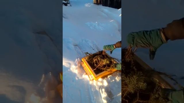 Двухкорпусный Дадан 12 рамок. смотреть онлайн