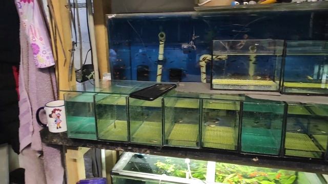 Неон на нерест, +3 аквариума и один невезучий. смотреть онлайн