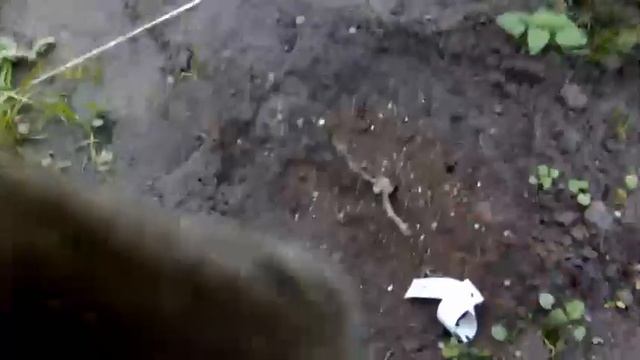 Розы? СПРЕЙ от БЕККЕР. ОБРЕЗКА. ПОДКОРМКА. ОБРАБОТКА\ SPRAY ROSE смотреть онлайн