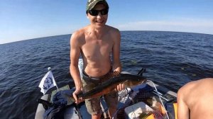 Поклёвка крупного судака на троллинг. Ладожское озеро.