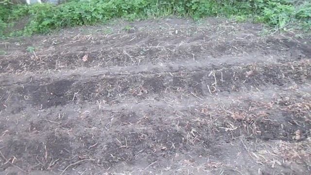 Посадка картофеля завершина осталось посадитьлук,морковь и свеклу. смотреть онлайн