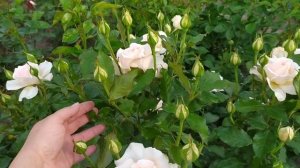 роза Чандос Бьюти и ее подружки