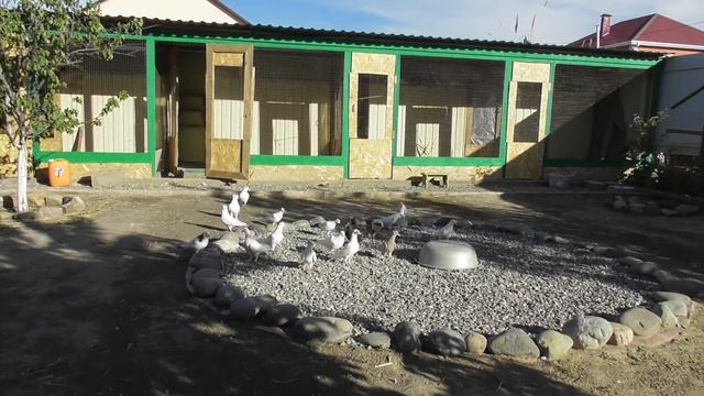 Нужно ли часто убираться в голубятне?