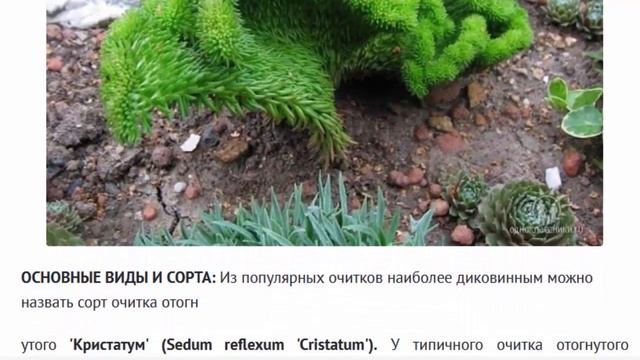 Очиток отогнутый Кристатум (Sedum Reflexum)