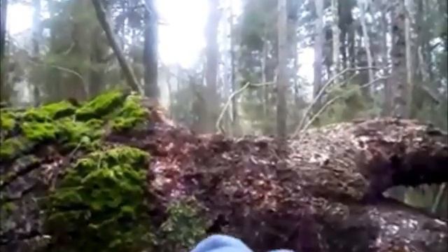 Серый медведь. смотреть онлайн