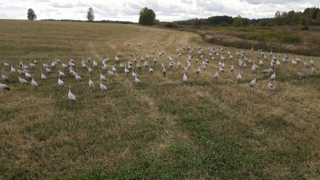 Большая стая журавлей.