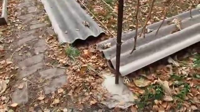 Виноград зимует под шифером до весны смотреть онлайн