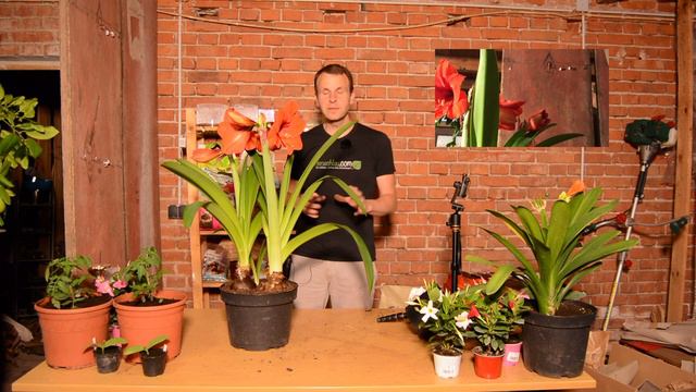 Amaryllisgewächse blühen wieder: So sieht es aus nach einem Jahr - Gartenschlau.com 🌻 смотреть онлайн