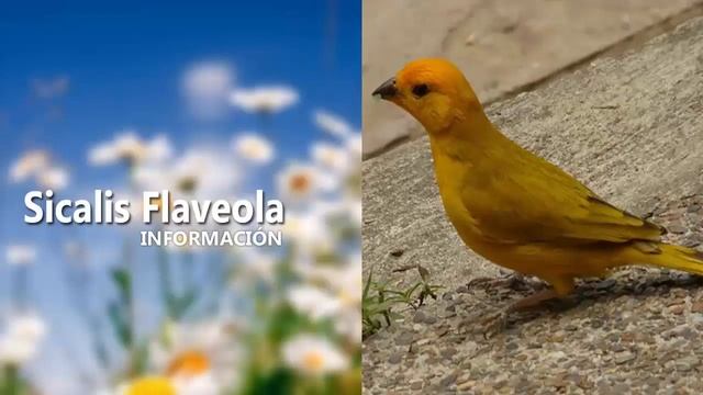 El Sicalis Flaveola - Reseña Importante de aves (Eps #5) смотреть онлайн