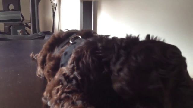 Chocolate Cockapoo Puppy