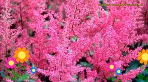 Астильба арендса Елизавета ван Вин. Краткий обзор, описание astilbe arendsii Elizabeth van Veen