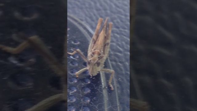 Звук сверчка смотреть онлайн