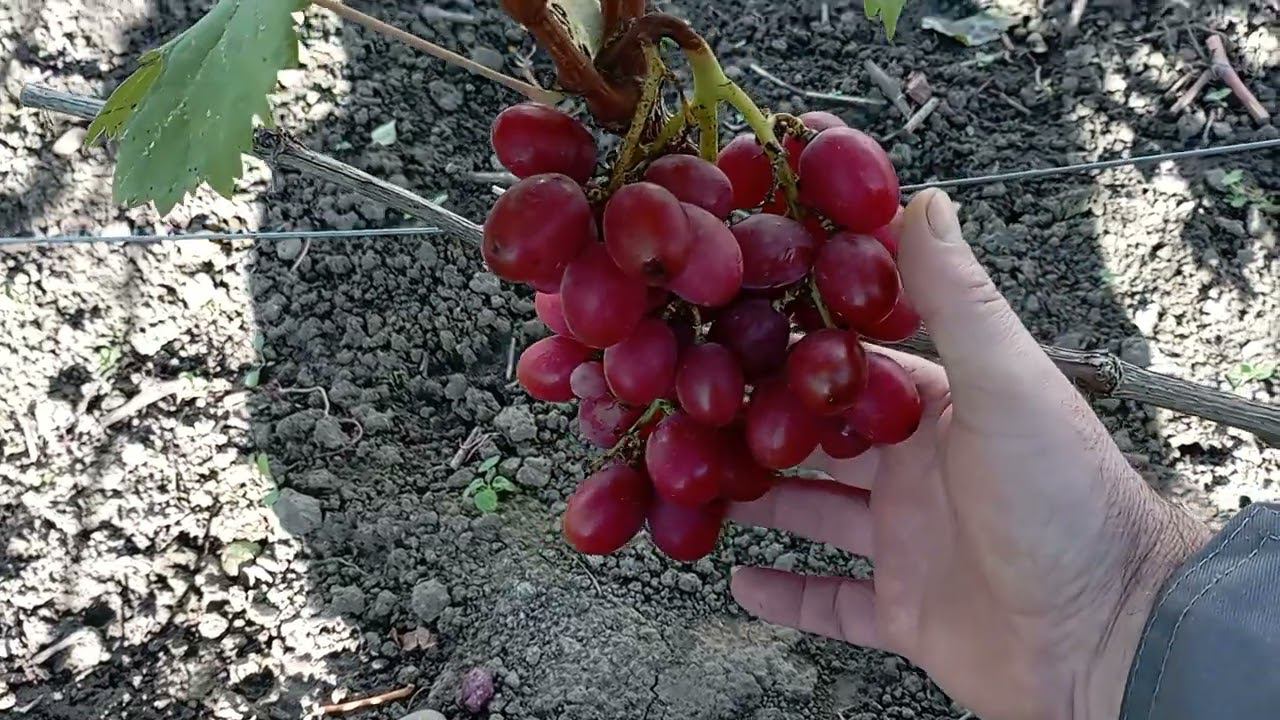Обзор винограда Роза Красная смотреть онлайн