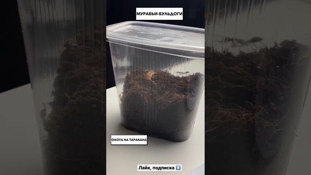 МУРАВЬИ-БУЛЬДОГИ Harpegnathos Saltator охотятся на таракана #shorts смотреть онлайн