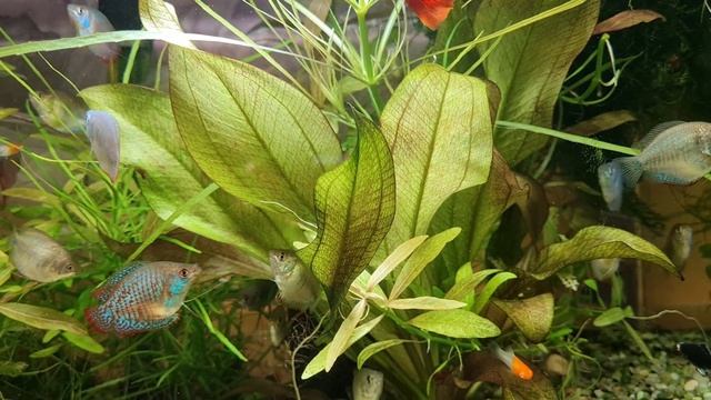 #9 Гуппи. Разведение, селекция и уход / Аквариумистика с Геннадием Посейдонычем смотреть онлайн