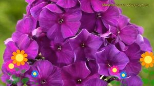 Флокс метельчатый Ники. Краткий обзор, описание характеристик phlox paniculata Nicky