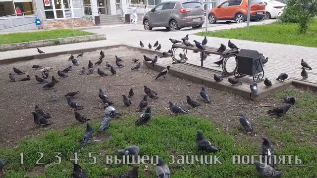 Вороненок выпал из гнезда Родители вороненка волнуются Вороненок гоняет голубей