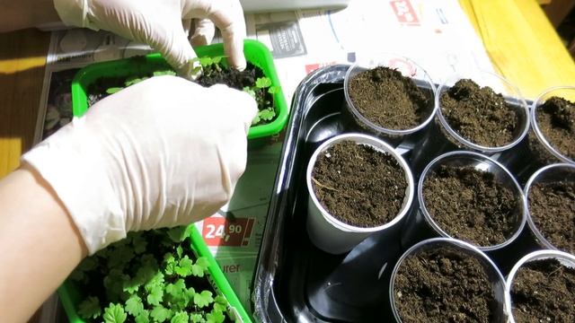 Земляника из семян / От посева до сбора урожая смотреть онлайн