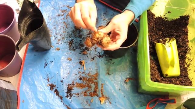 Planting Colocasia Esculenta Bulbs смотреть онлайн