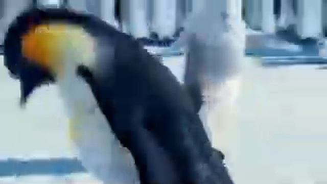 Танец пингвинов под чувашскую песню. Такмаксем. смотреть онлайн