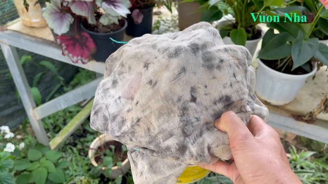 How to propagate orchids with aloe vera in plastic bottles смотреть онлайн