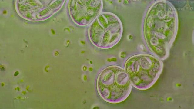 Микромир✌️