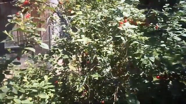 Железов В Войлочная вишня Урожай 2016 год смотреть онлайн